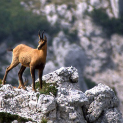Natura: l'Abruzzo offre infinite mete e luoghi da visitare con gite od escursioni.